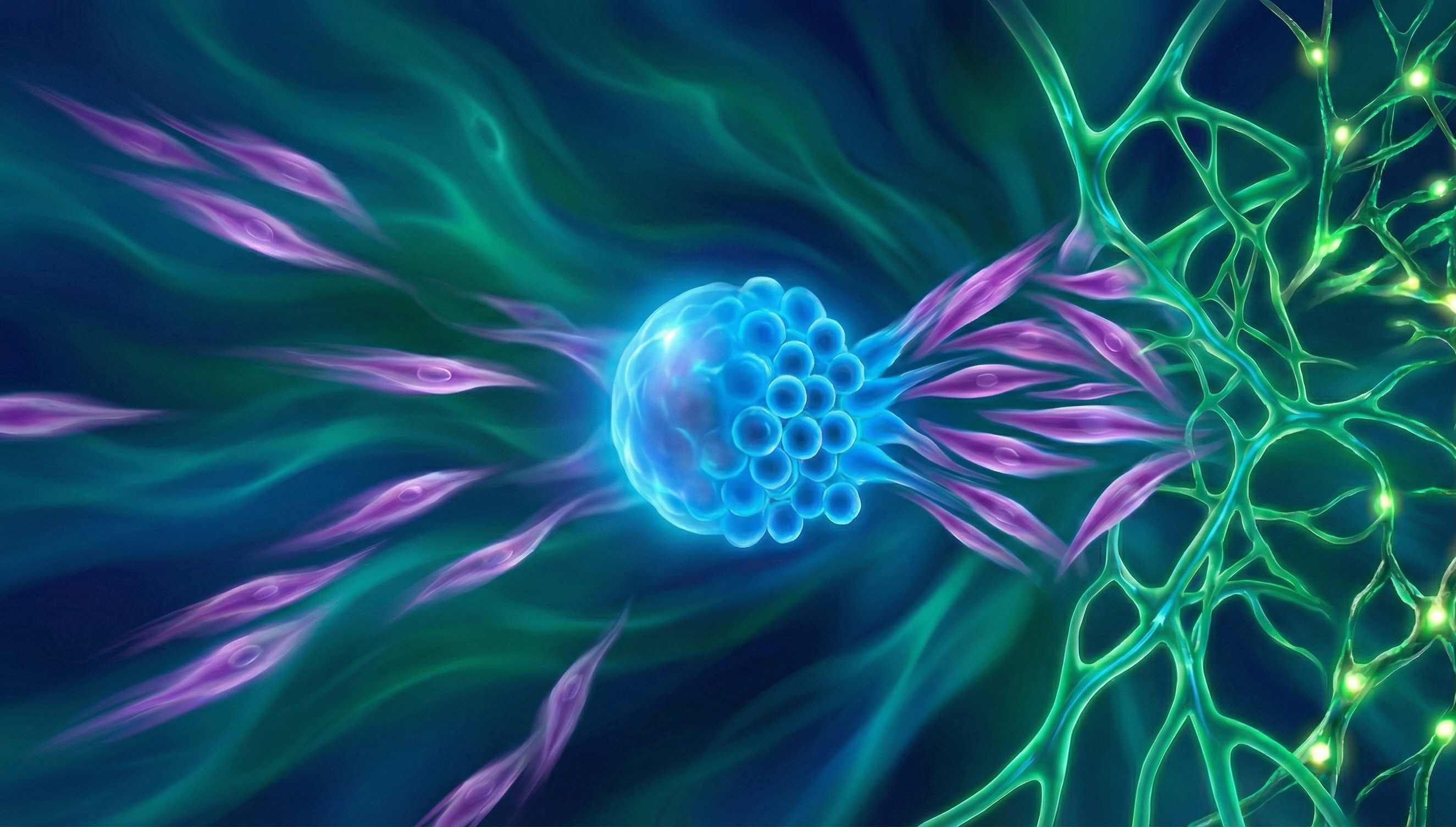 Microscopy of hiPSC-derived Lymphatic Endothelial Cells
